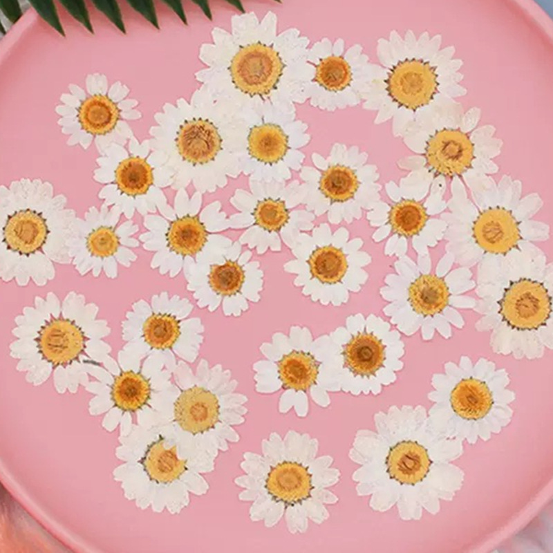 Resin Craft Ideas - 100 pièces de spécimens de plantes