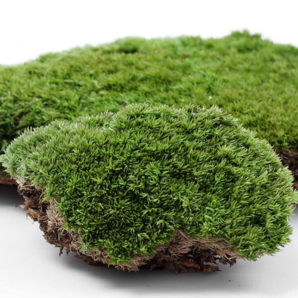 Terrarium Moss Art - Plante verte artificielle en mousse d'ange,