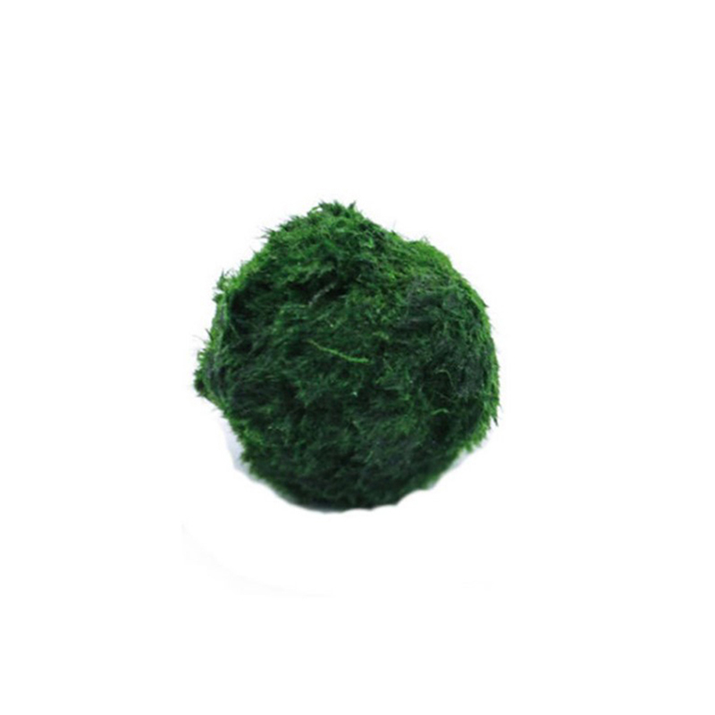 Terrarium Moss Art - Boules de mousse Marimo, plante d'aquarium
