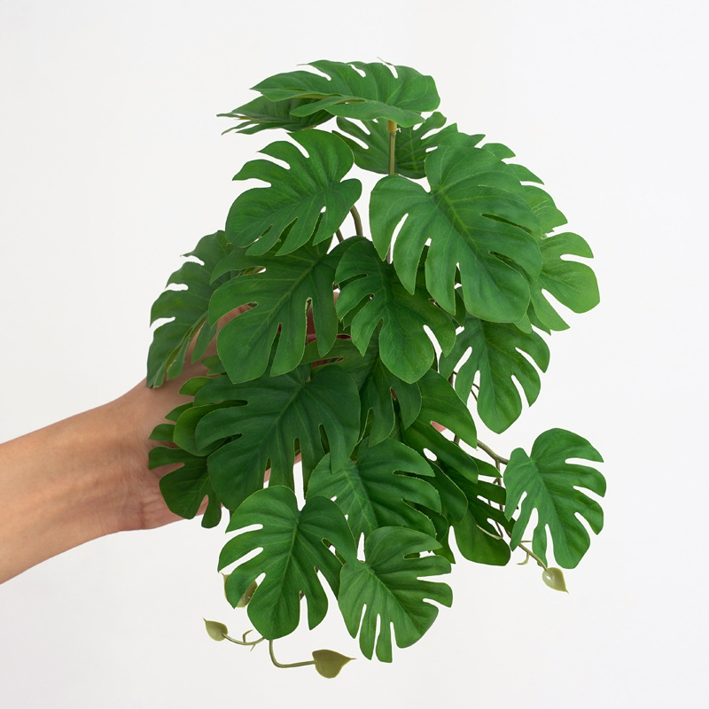 Plantes pour terrarium, plante - Terrarium Moss Art avis et prix