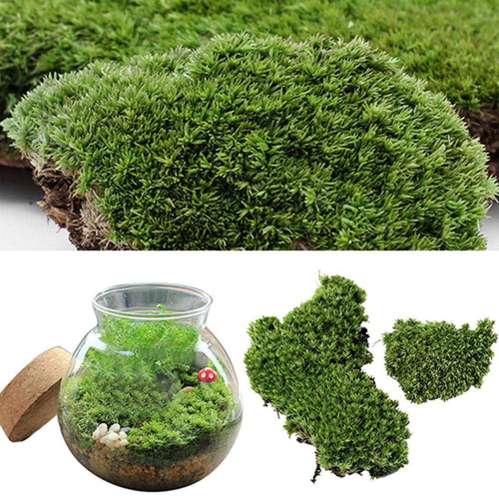 Plante verte artificielle en m - Terrarium Moss Art avis et prix