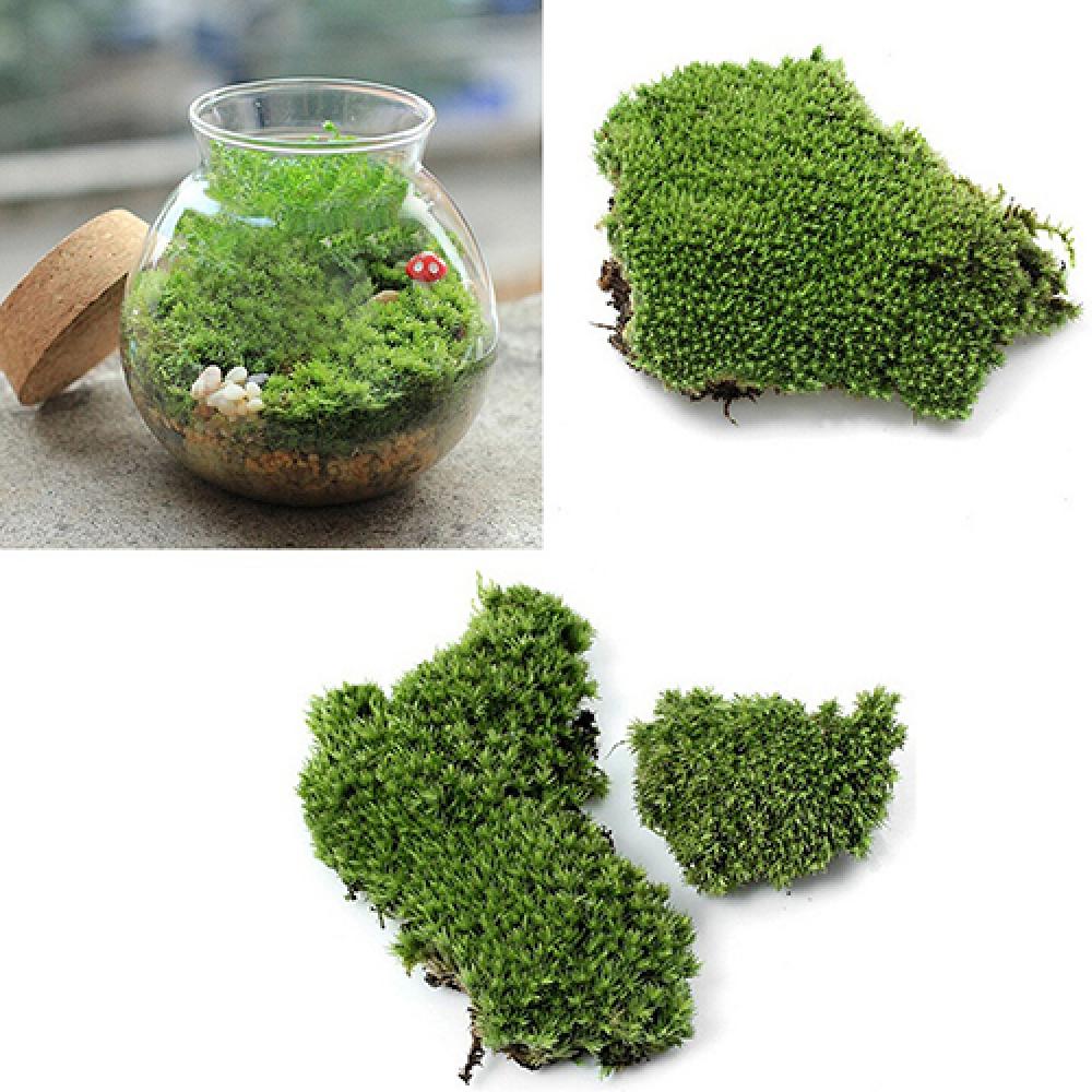 Plante verte artificielle en m - Terrarium Moss Art avis et prix