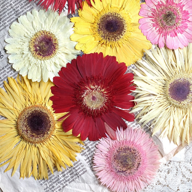 1 pièces/7-9 cm, fleurs séchée - Resin Craft Ideas avis et prix